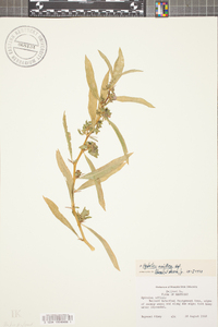 Hydrolea uniflora image