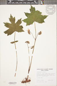 Hydrophyllum canadense image