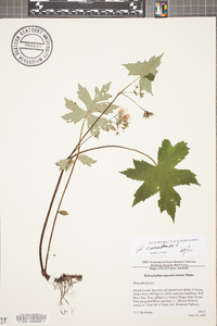 Hydrophyllum canadense image