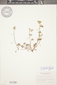 Nemophila aphylla image