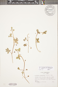 Nemophila aphylla image