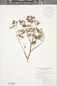 Phacelia bipinnatifida image