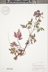 Phacelia bipinnatifida image