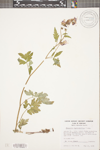 Phacelia bipinnatifida image