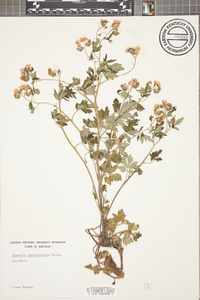 Phacelia bipinnatifida image