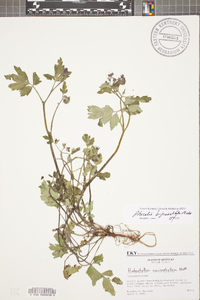 Phacelia bipinnatifida image