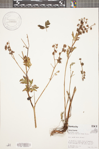 Phacelia bipinnatifida image