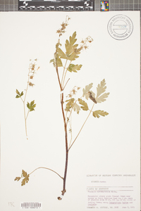 Phacelia bipinnatifida image