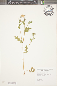 Phacelia purshii image