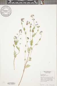 Phacelia purshii image