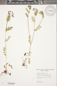 Phacelia purshii image