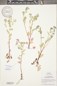 Phacelia purshii image