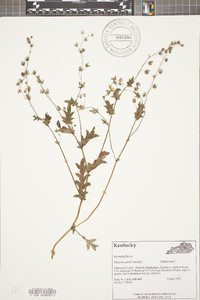 Phacelia purshii image