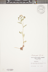 Phacelia purshii image