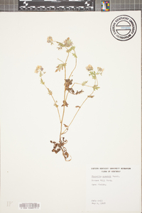 Phacelia purshii image