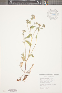 Phacelia purshii image