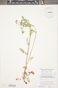 Phacelia purshii image