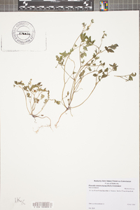 Phacelia ranunculacea image