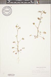 Phacelia ranunculacea image