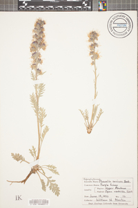 Phacelia sericea image