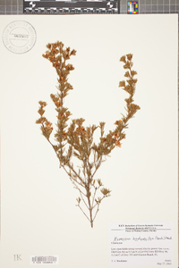 Hypericum brachyphyllum image