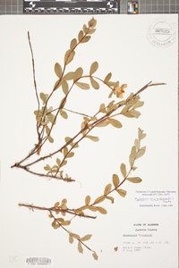 Hypericum crux-andreae image