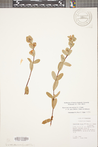 Hypericum crux-andreae image