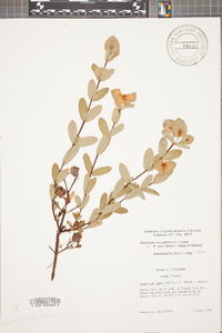 Hypericum crux-andreae image