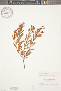 Hypericum densiflorum image