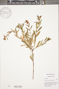 Hypericum densiflorum image