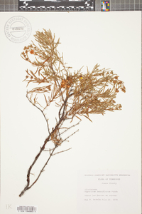 Hypericum densiflorum image