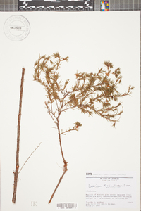 Hypericum fasciculatum image