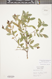 Hypericum frondosum image