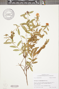 Hypericum frondosum image