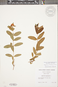 Hypericum frondosum image