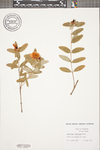 Hypericum frondosum image