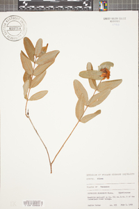 Hypericum frondosum image