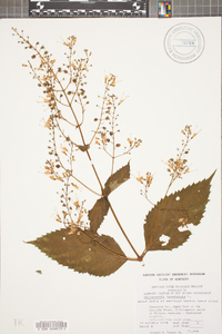 Collinsonia canadensis image