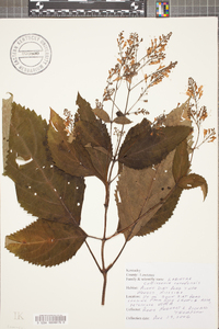 Collinsonia canadensis image