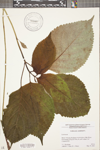 Collinsonia canadensis image