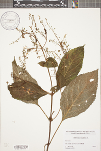 Collinsonia canadensis image