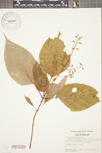 Collinsonia canadensis image