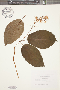 Collinsonia verticillata image