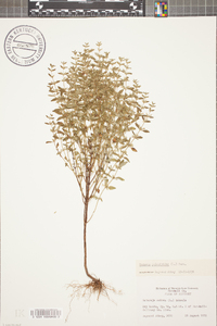 Hedeoma pulegioides image