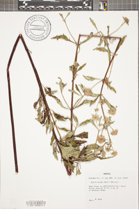 Hyptis alata image