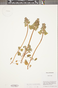 Lamium purpureum image