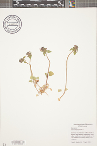 Lamium purpureum image