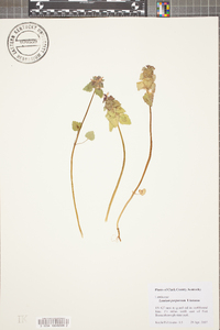 Lamium purpureum image