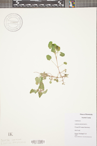 Lamium purpureum image