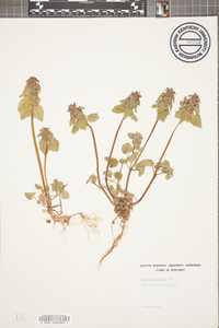 Lamium purpureum image